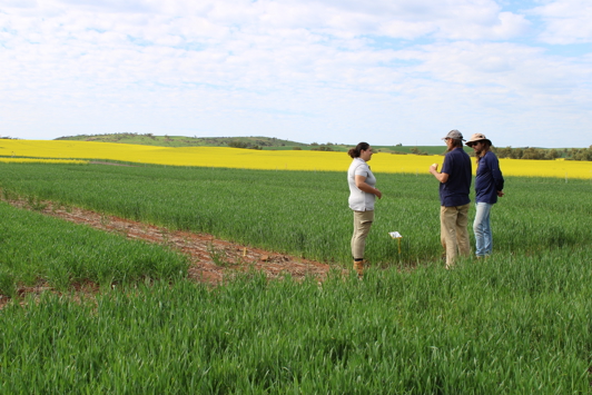 Scientists standing in a grains field trial