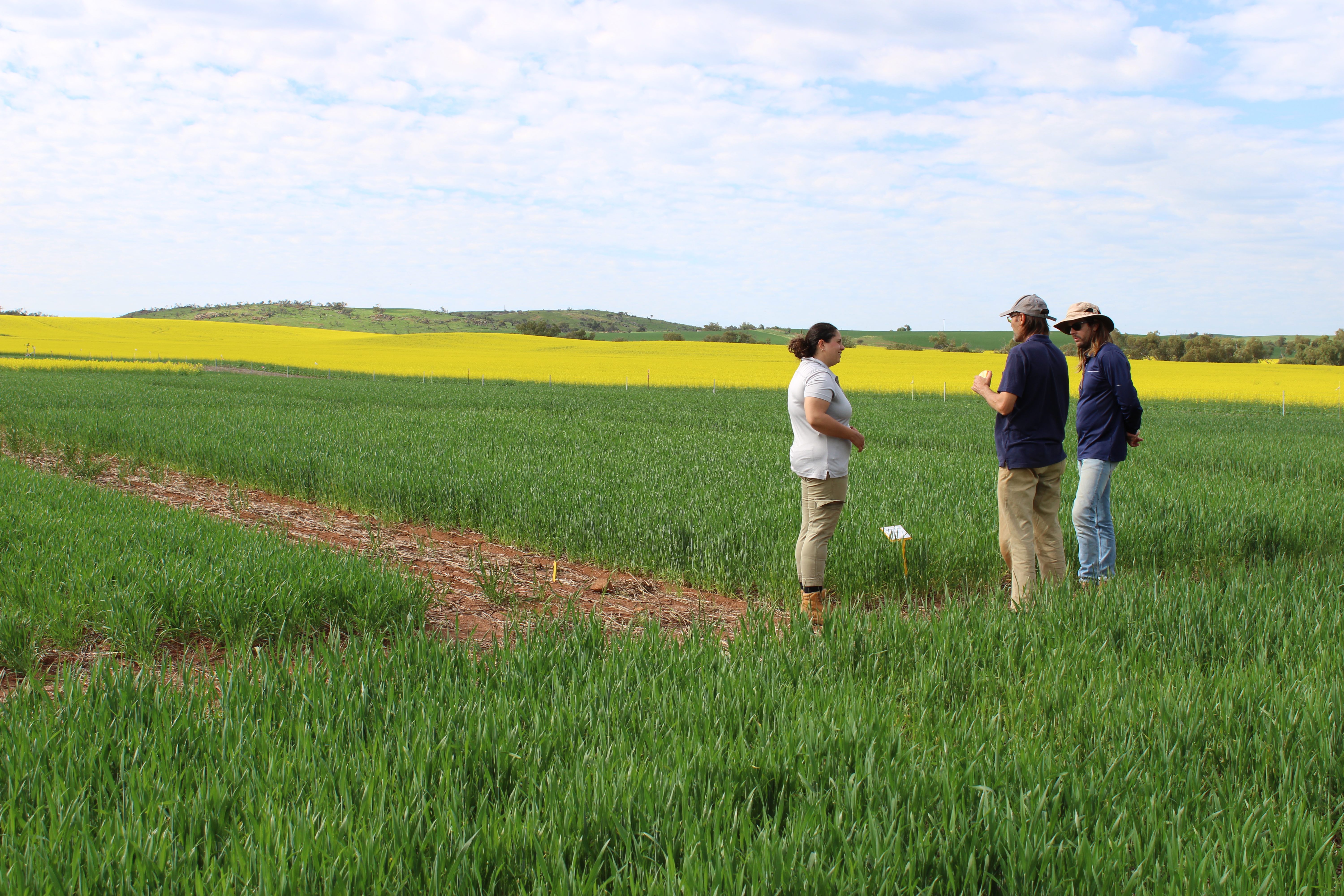 Scientists standing in a grains field trial 