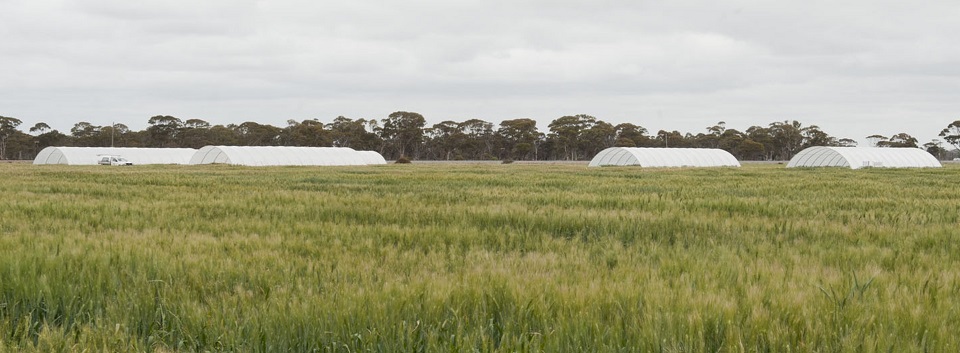 A crop with white shelters.