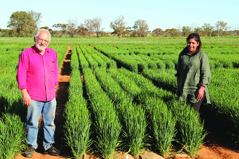 Two people in a crop