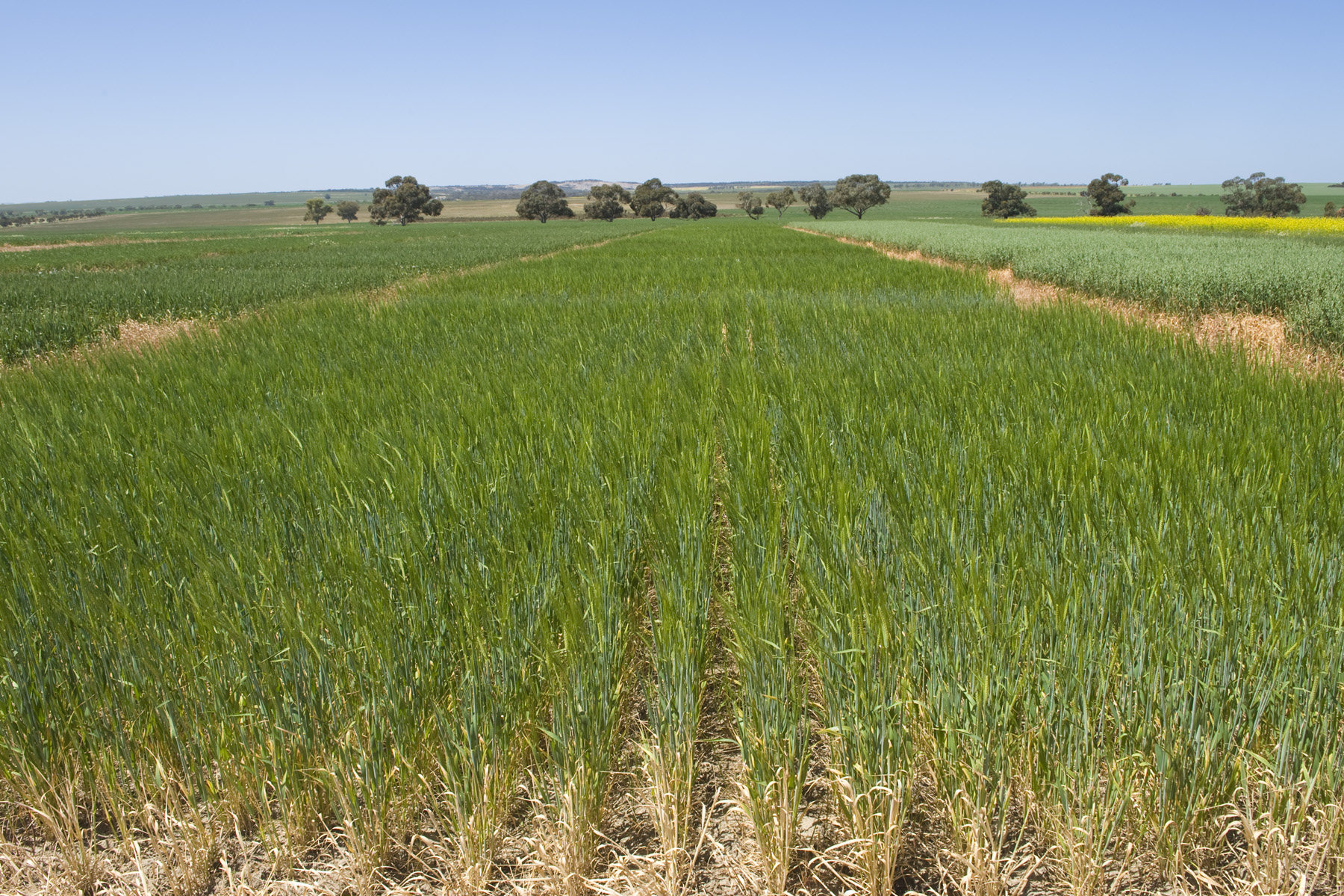 Barley crop