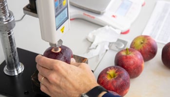 Lab technician analysing apples