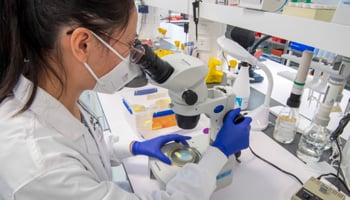 Lab worker looking at petri dish through microscope