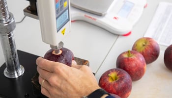 Lab technician analysing apples