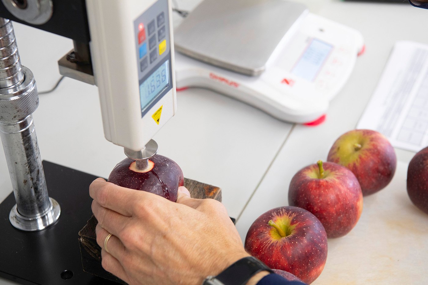 Lab technician analysing apples