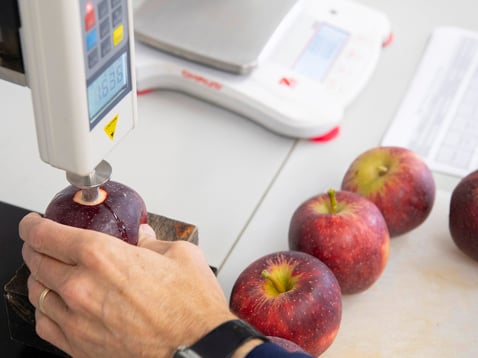 Lab technician analysing apples