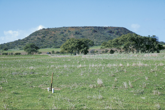 Paddock of pasture