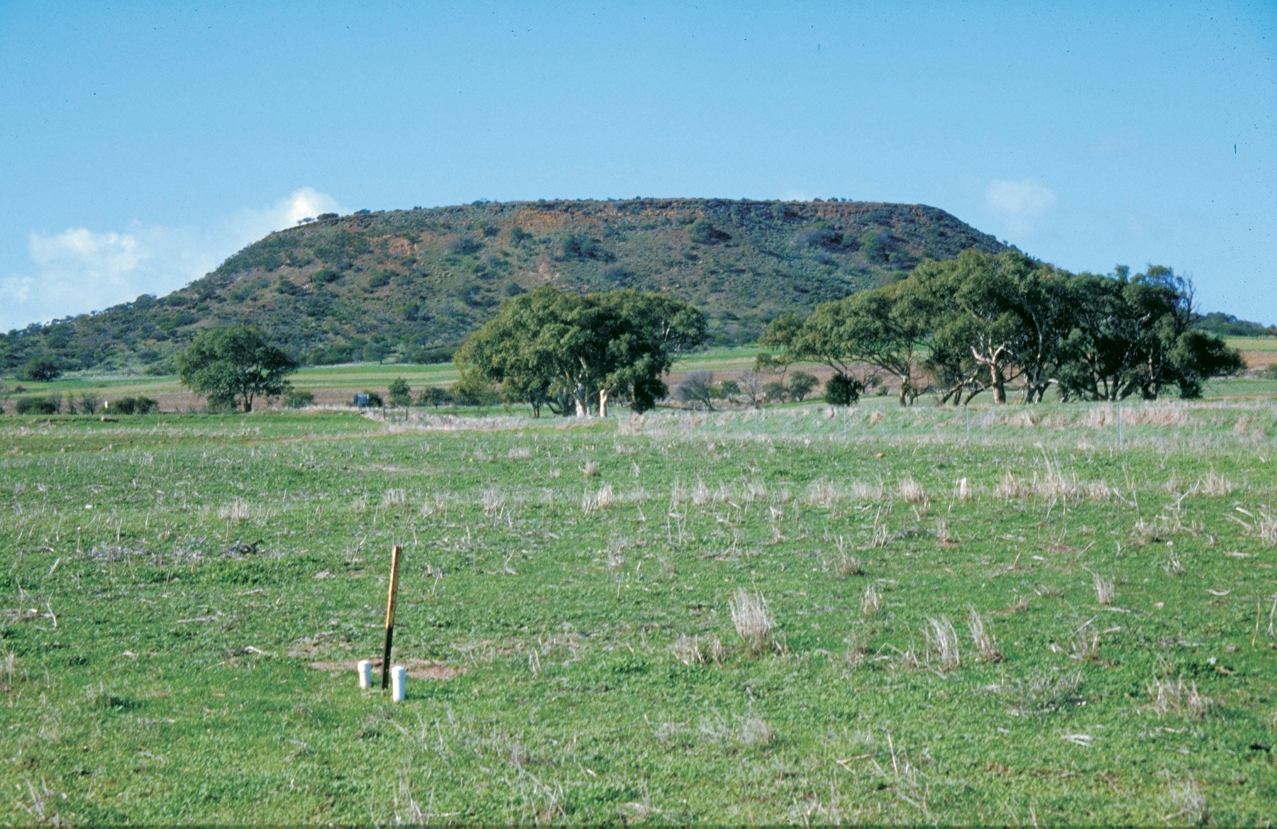 Paddock of pasture