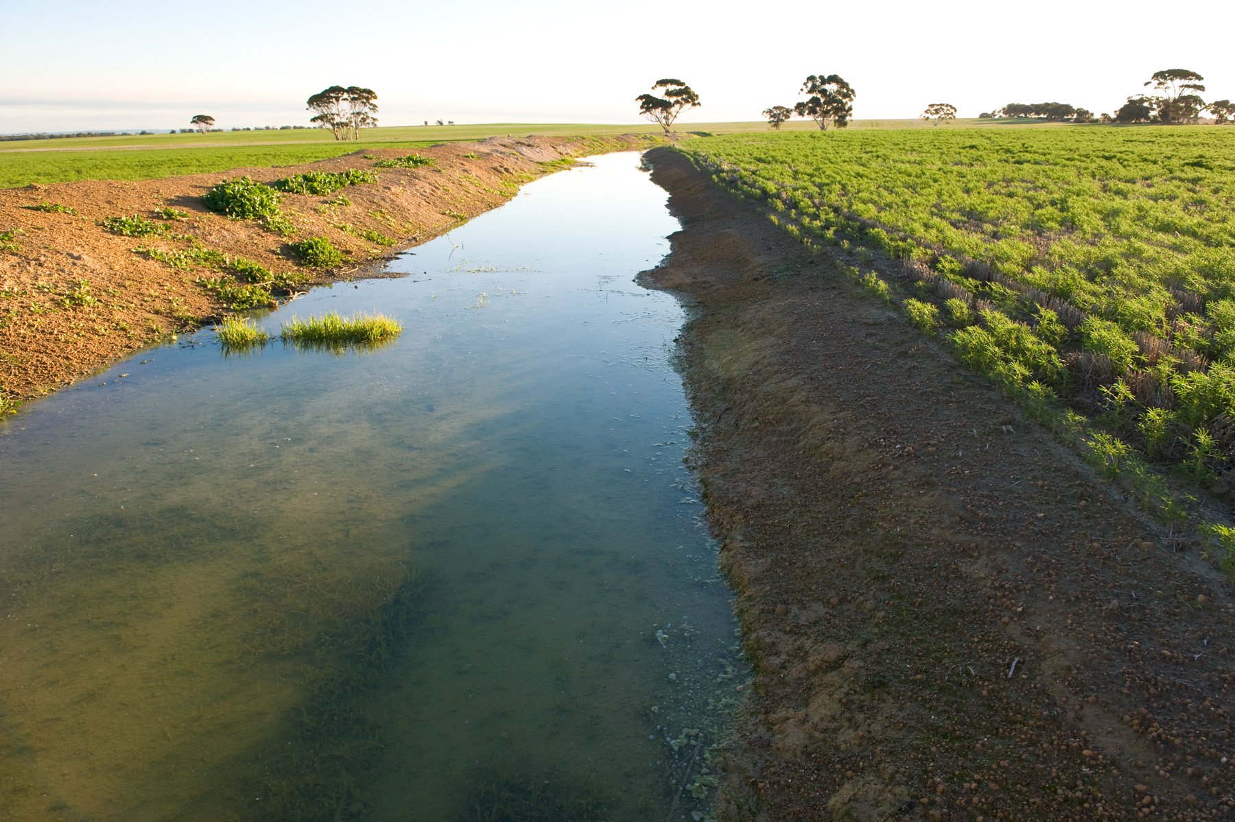 Crop intersected by drain