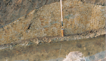 Cross section of soil showing lighter coloured hardpan layer, used in mole drains