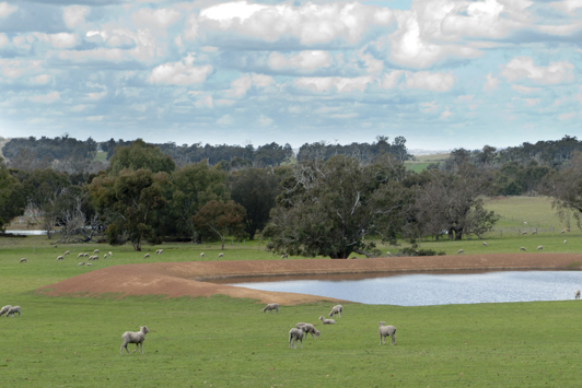 Scenic farm with sheep in green fields with full dam